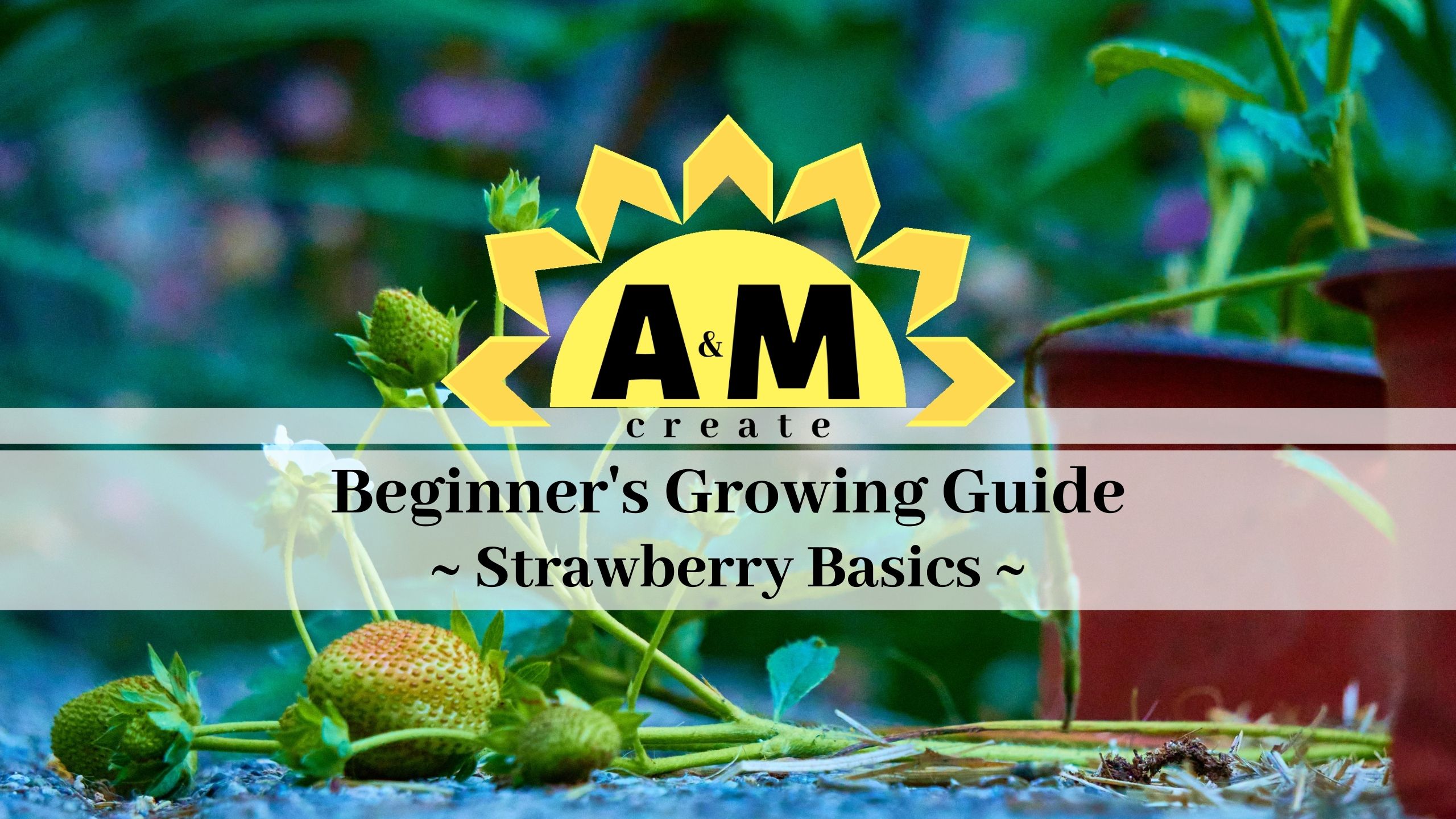 Beginner's Growing Guide - Strawberry Basics